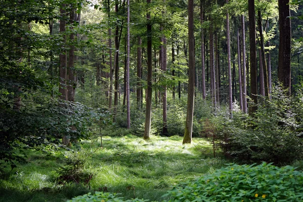 Hierba en el bosque — Foto de Stock