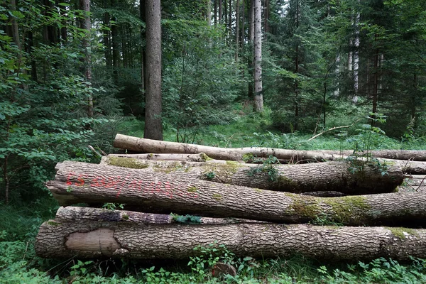 Un mucchio di tronchi — Foto Stock