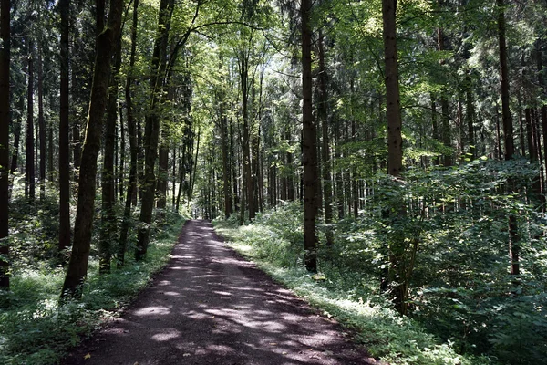 Strada sterrata nella foresta — Foto Stock