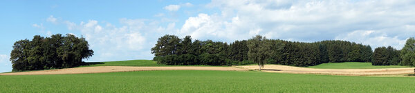 Green grass and forest