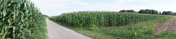 Кукурузное поле и дорога — стоковое фото