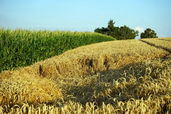 Buğday ve Mısır — Stok fotoğraf