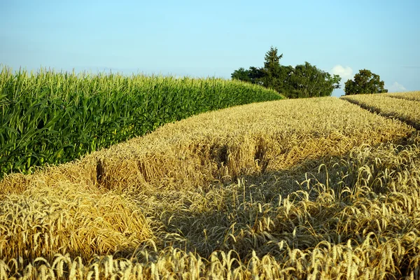 Grano e granturco — Foto Stock