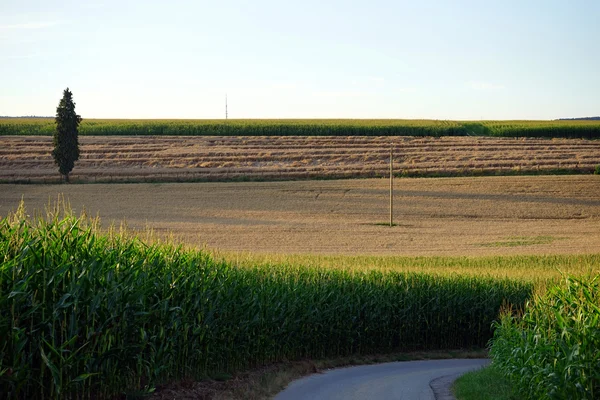 Silniční a kukuřičné pole — Stock fotografie