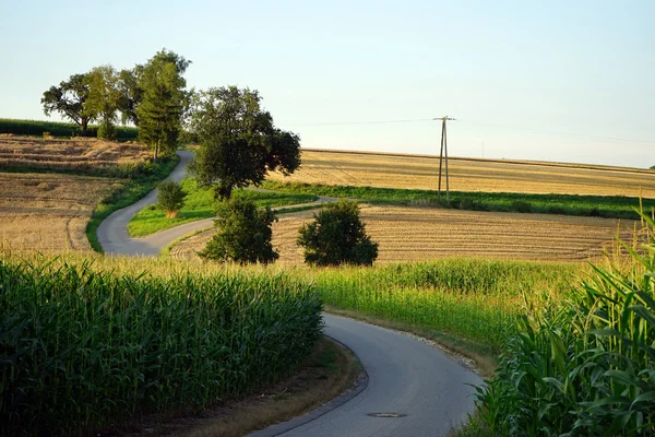 Campos de carretera y maíz — Foto de Stock