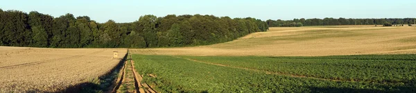 Panorama z pól rolniczych — Zdjęcie stockowe