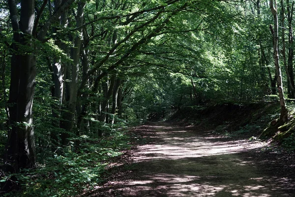 Väg i skogen — Stockfoto