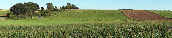 Sädesfält och betesmark — Stockfoto