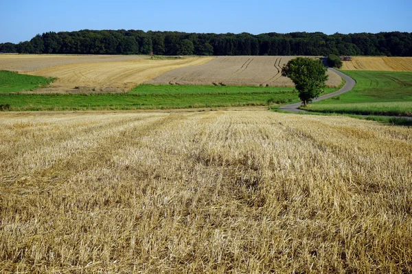 Пшеничне поле та пасовище — стокове фото