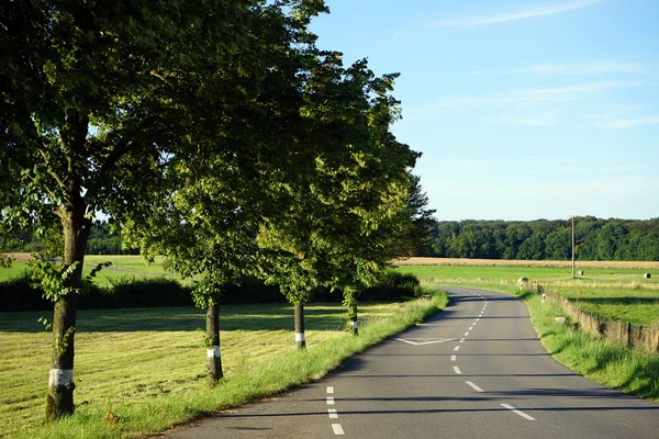 Rij van de bomen en over de weg — Stockfoto