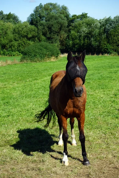 Pferd mit Maske — Stockfoto