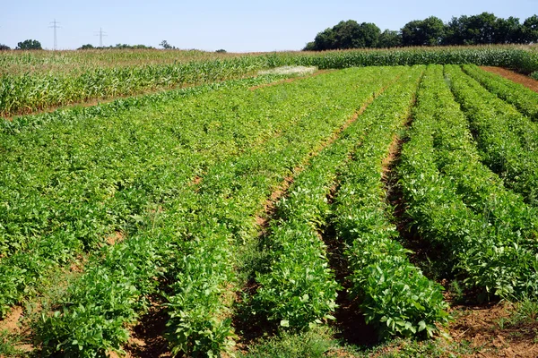 Boerderij velden in Luxemburg — Stockfoto