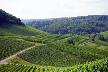 Vineyard in valley clipart