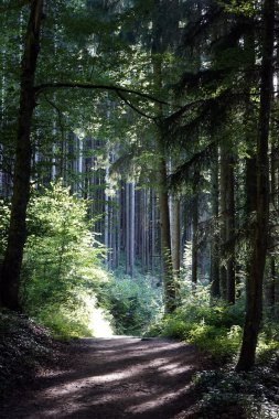 Ormanda güneş ışığı