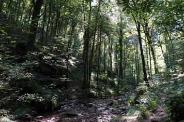 Ormanda yürüyüş parkuru.