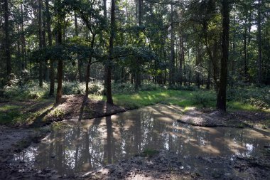 Toprak yol üzerinde havuz