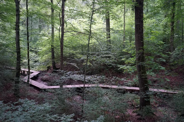Promenera bridge i skogen — Stockfoto