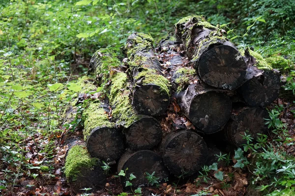 Firewood in the forest — Stock Photo, Image