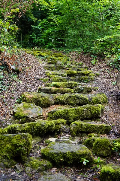 Wandelen spoor in bos — Stockfoto