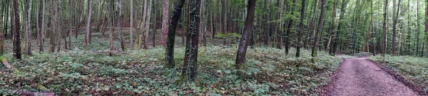 Estrada de terra e floresta — Fotografia de Stock