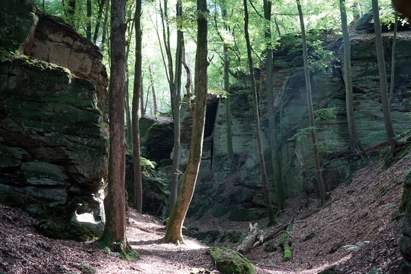 Solljus i skogen — Stockfoto