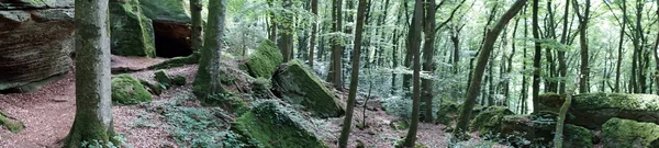 Gyalogút az erdőben — Stock Fotó
