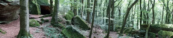 Sentiero nel bosco — Foto Stock