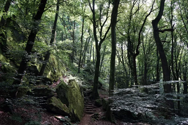 Gångväg i skogen — Stockfoto