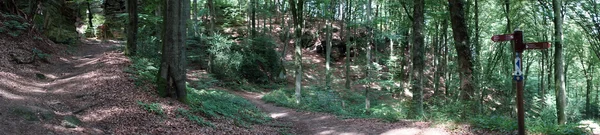 Fußweg im Wald — Stockfoto