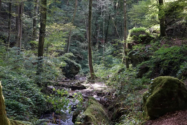 Wald in Schlucht — Stockfoto