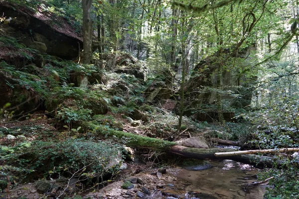 Small river in forest — Stock Photo, Image