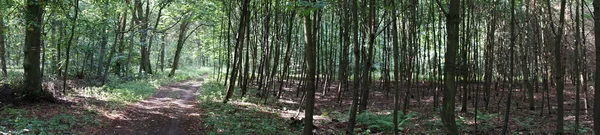 Pista na floresta — Fotografia de Stock