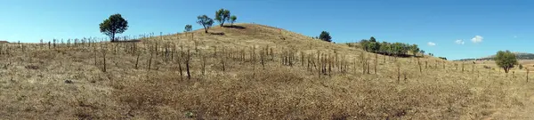 Hierba seca — Foto de Stock