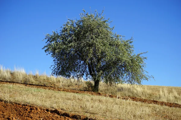 Árvore solitária — Fotografia de Stock