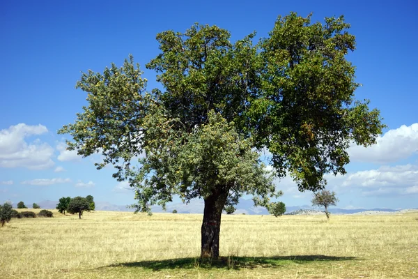 Einsamer Baum — Stockfoto