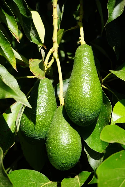 Avocado — Stock Photo, Image