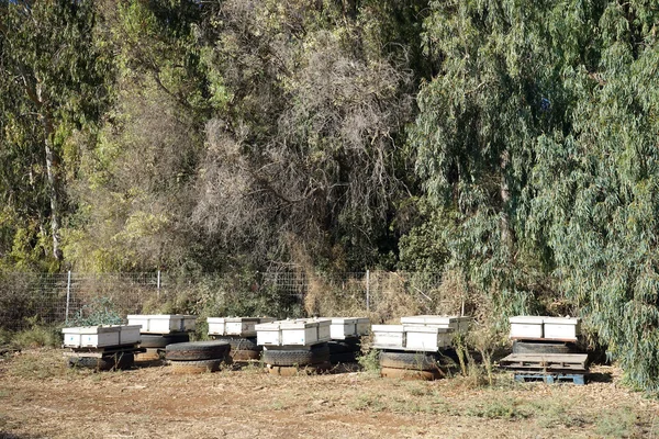 Beehives — Stock Photo, Image