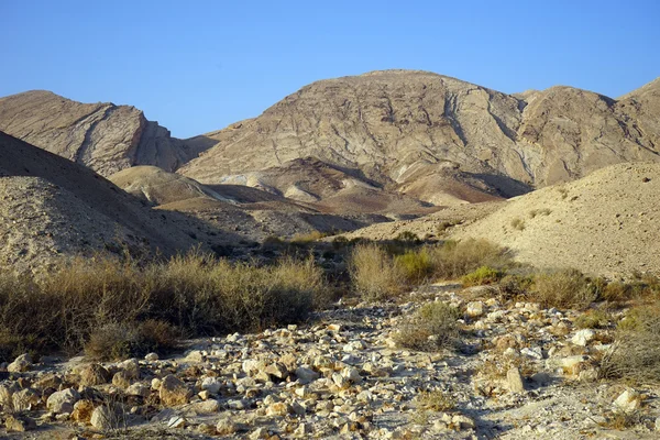 Wadi i ørkenen - Stock-foto