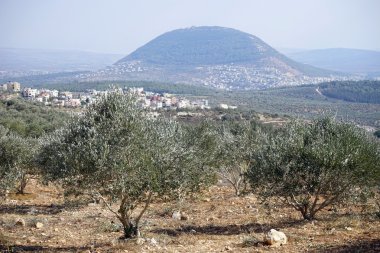 Ağaçlar ve bağlama