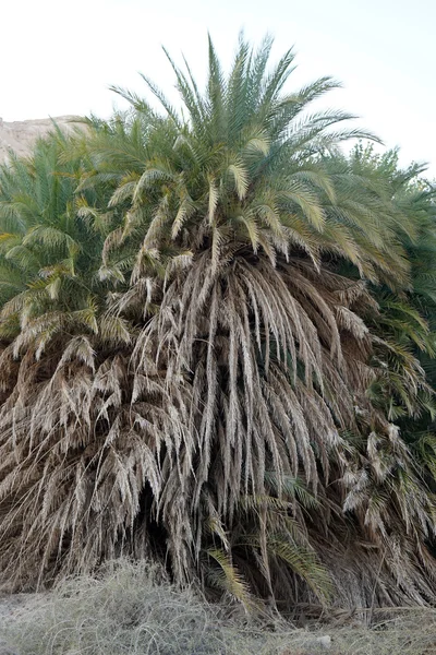 Palmera — Foto de Stock