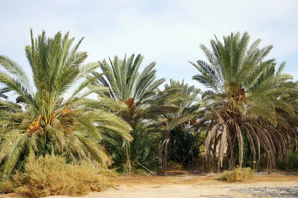 Palmiye ağaçları — Stok fotoğraf