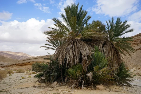 Palm tree — Stock Photo, Image