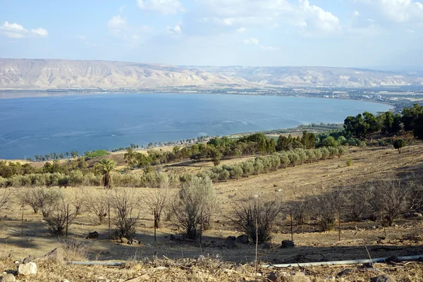 Meyve bahçeleri — Stok fotoğraf