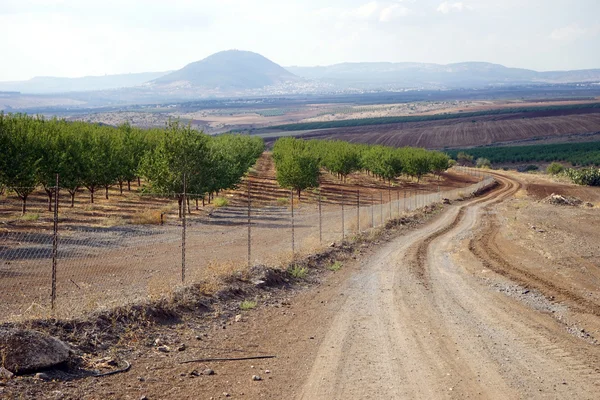 Meyve bahçesi — Stok fotoğraf