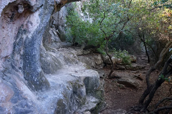 Δάσος — Φωτογραφία Αρχείου