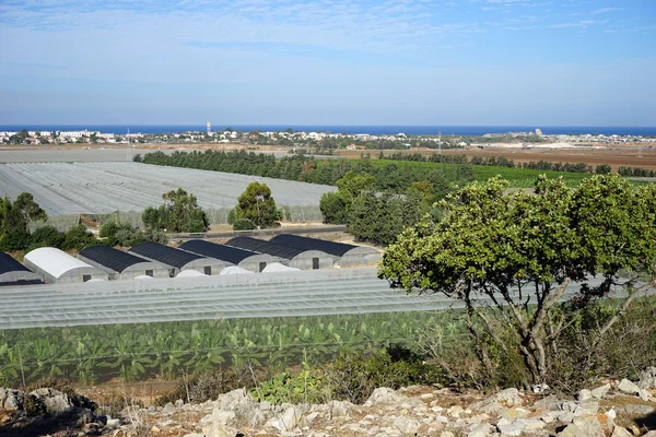 Plantación de plátanos —  Fotos de Stock