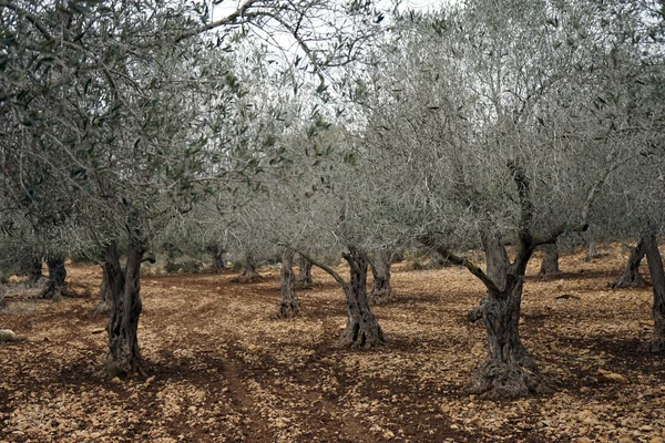 Zeytin ağaçları — Stok fotoğraf