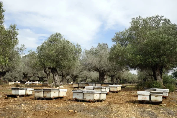 Olivos —  Fotos de Stock