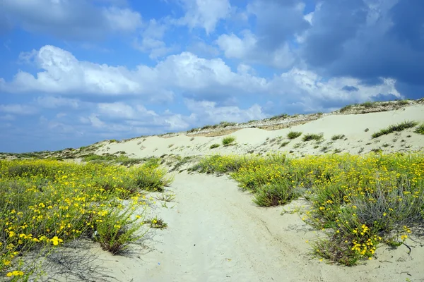 Piste et dunes — Photo