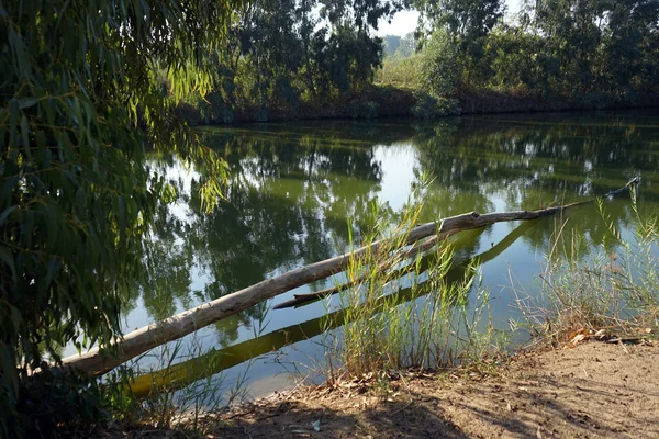 Árbol y río — Foto de Stock